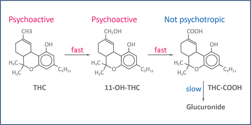 Figure 1 – THC metabolism (adapted from Musshoff and Madea, 2006)