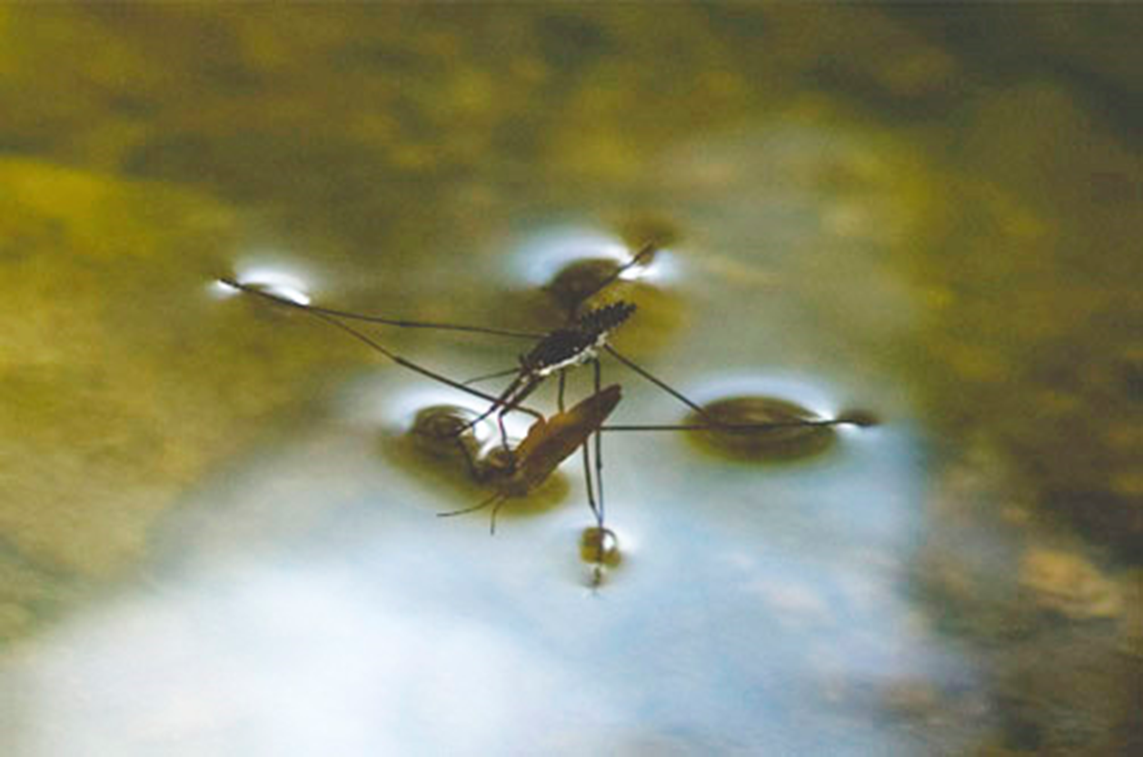 Insect able to run freely on water surface due to the high surface tension of water.