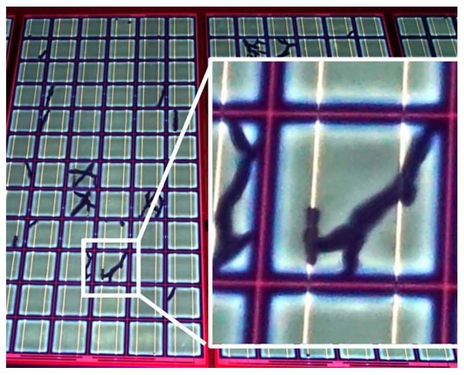 Figure 6: Example of UV Fluorescence image with microfracture example highlighted (Source: BrightSpot Automation).