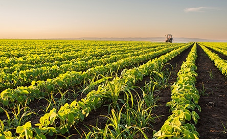 Impacto de los aranceles en las operaciones agrícolas